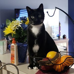 Meet your Posher, Amy